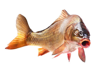 Obraz premium Fish carp isolated on white background