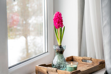 Hyacinths Hyacintus orientalis growing and blooming in home in special growing vase in February....