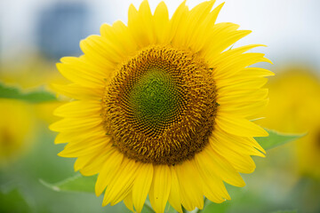 Fototapeta premium Sunflower in the foreground