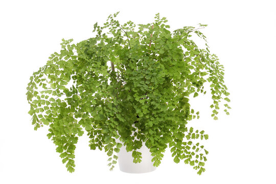 Close-up of the lush potted Adiantum fern isolated 