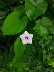 White flower in a garden