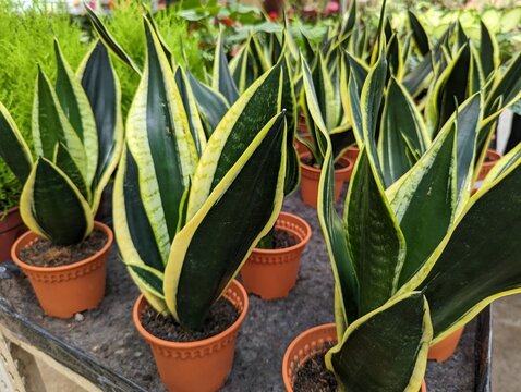 Pots of snake plant (Sansevieria trifasciata) for sale in a nursery