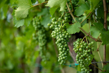 Vine green vine in a vineyard