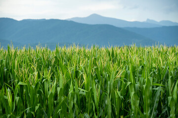 a field of green, young corn against a background of sky and mountains
