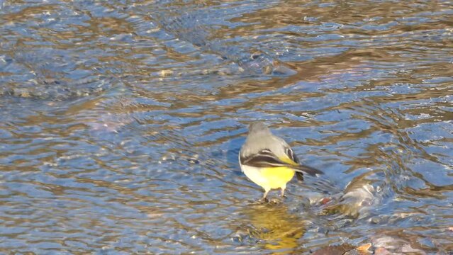 Common Sandpiper or Actitis hypoleucos looking for food, small fish and invertebrates, within the current of a river. It is a species of face-faced bird of the Scolopacida family.
