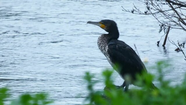 The great cormorant, Phalacrocorax carbo known as the great black cormorant across the Northern Hemisphere, the black cormorant in Spain.