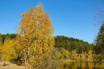 A bright yellow birch stands on the shore of a forest lake in autumn