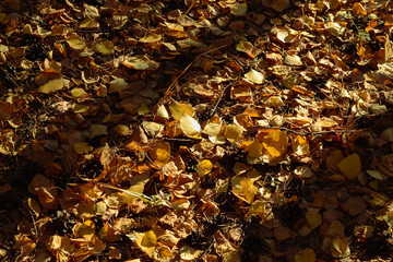 Autumn sunlight illuminates fallen yellow leaves