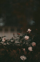 Moody rose garden, dark academia aesthetic