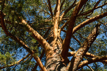 Bottom view of a branched trunk of a large old pine