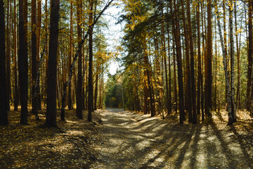 Fototapeta premium Shadows from the trees and sunlight fall on the path in the autumn forest