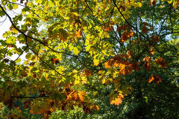 Autumn in the Monza Park, Italy