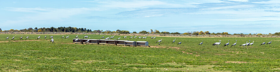 Large flock of Blue Cranes at Kleiheuwel near Struisbaai