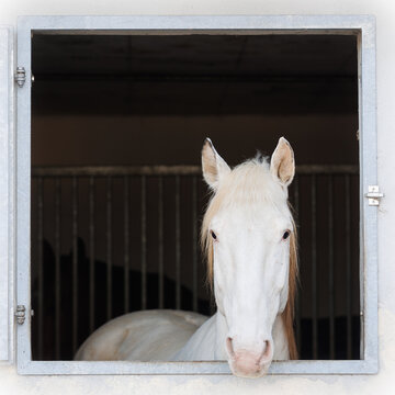 ein wei&szlig;es Pferd mit sehr sch&ouml;nem Kopf schaut aus einem Stallfenster, das Bild ist ein Quadrat