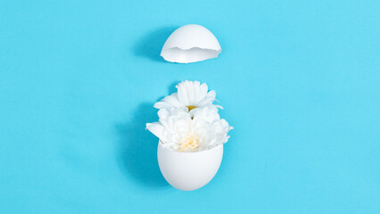 Natural white chrysanthemum flowers in broken white chicken egg. Creative concept of the birth of a beautiful, new. Easter holiday.
