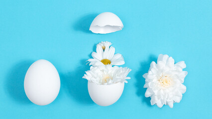 Natural white chrysanthemum flowers in broken white chicken egg. Creative concept of the birth of a beautiful, new. Easter holiday.