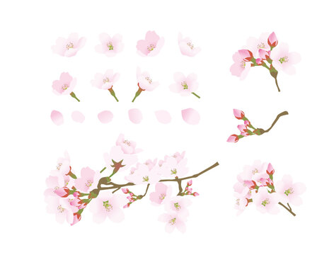 ひと房の桜と背景無しの花と花びらの素材セット 
