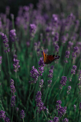 butterfly on lavender