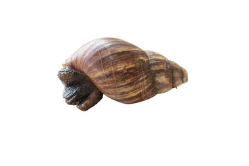 Snail Classified as invertebrates. Brown wild big snail isolated on cutout PNG. Snail slime is useful anti aging Stimulates secretion of collagen and elastin