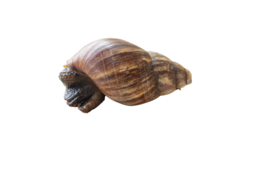 Snail Classified as invertebrates. Brown wild big snail isolated on cutout PNG. Snail slime is useful anti aging Stimulates secretion of collagen and elastin