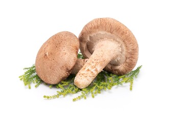 Fresh shiitake mushroom isolated on white background. Japanese food