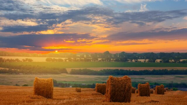  summer wheat field after a harvest at the sunset, countryside agricultural industry scene time lapse scene