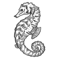 Sea horse animal engraving PNG illustration with transparent background © Oleksandr Pokusai