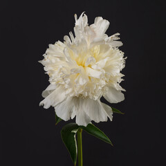 White peony flower isolated on black background.