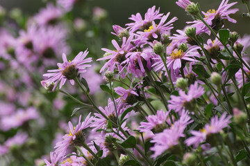 Obraz premium field of flowers