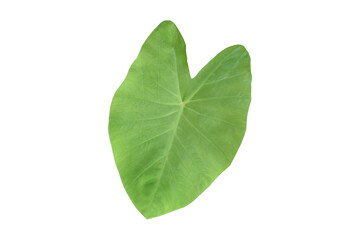 Isolated caladium bicolor leaves with clipping paths.