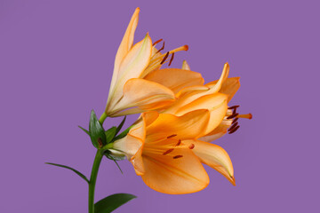 Fototapeta na wymiar A bouquet of orange lilies isolated on purple background.
