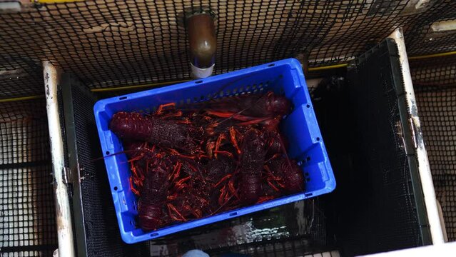 Catching live Lobster in America. Fishing crayfish in Tasmania Australia. ready for chinese new year in china