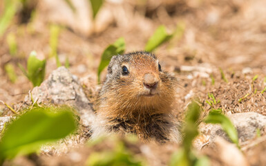 Front view of a ground squirrel between plants in Revelstoke National park, Canada