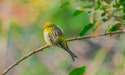 Atlantic canary (Serinus canaria), on a branch, in Tenerife, Canary islands