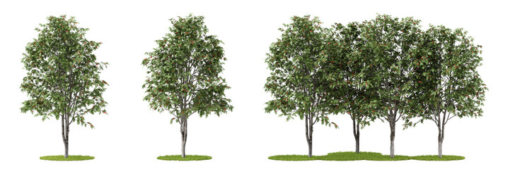 Nature and tropical forest concept. Rowan tree isolated on transparent background. 3d rendering illustration. PNG format	
 - obrazy, fototapety, plakaty