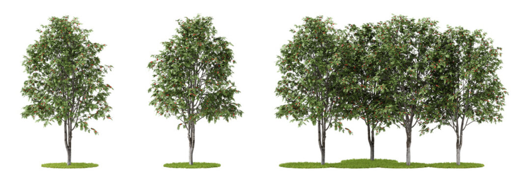 Nature and tropical forest concept. Rowan tree isolated on transparent background. 3d rendering illustration. PNG format	
