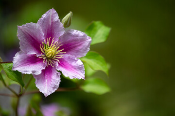 Obraz premium Light purple clematis flower bloom on solid green background with space for you text