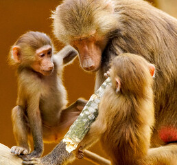 rhesus macaque family.