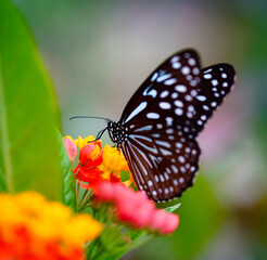 Fototapeta na wymiar black-white butterfly on flower