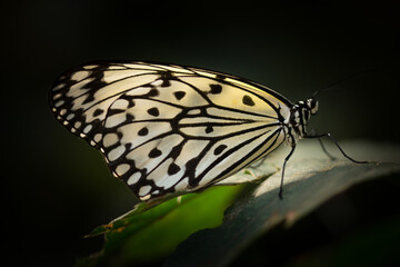 butterfly on leaf