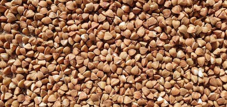 Buckwheat close-up. Buckwheat on burlap. Buckwheat grains isolated. Buckwheat texture. Healthy food, diet.