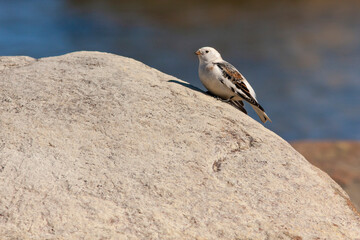 Snow bunting (Plectrophenax nivalis) resting on the rock by the coast of the Baltic Sea during the migration to the north. Estonia, Northern Europe	