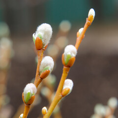 Delicate cute spring blossoming willow sprigs in close-up © leanna
