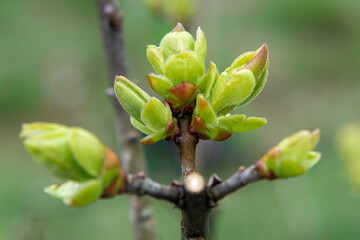 Delicate, pretty spring buds blooming lilacs in close-up