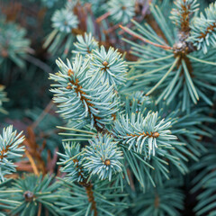 Naklejka na ściany i meble Evergreen pine or spruce twigs in close-up