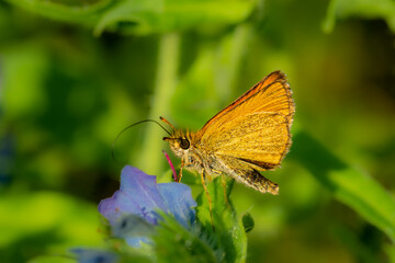 Macro of Thymelicus lineola, the Essex skipper, the European skipper, orange small butterfly