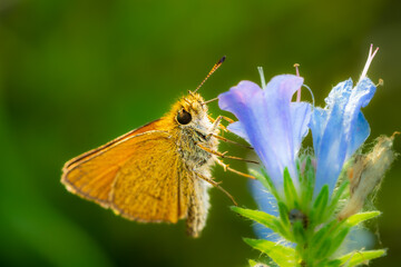 Macro of Thymelicus lineola, the Essex skipper, the European skipper, orange small butterfly