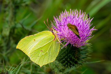 Macro of Gonepteryx rhamni, the common brimstone, yellow-green butterfly