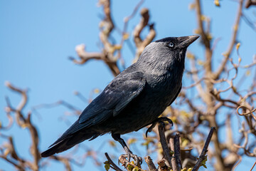 Western Jackdaw (Corvus monedula)