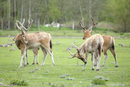 Milus (Elaphurus davidianus) also known as elaphure in zoo in Tallinn, Estonia 